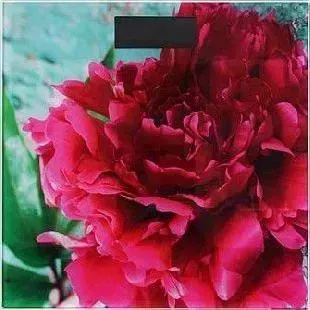 Весы напольные LEBEN 487-042