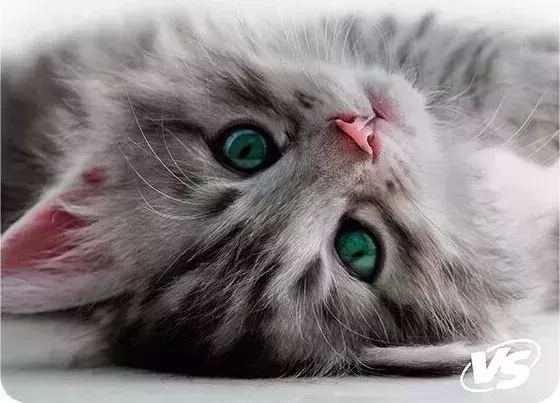 Коврик для мыши CAT VS Рис.5 (VS-B4649)