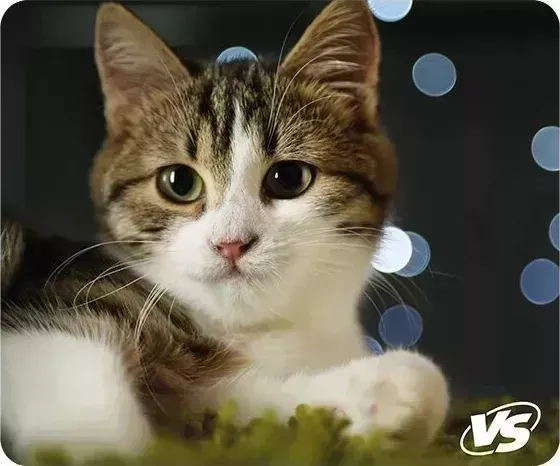 Коврик для мыши CAT VS Рис.7 (VS-B4651)