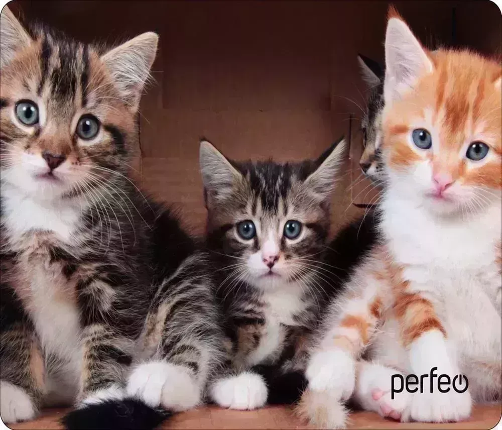 Коврик для мыши PERFEO (PF_D0643) "Cat" компьютерной
