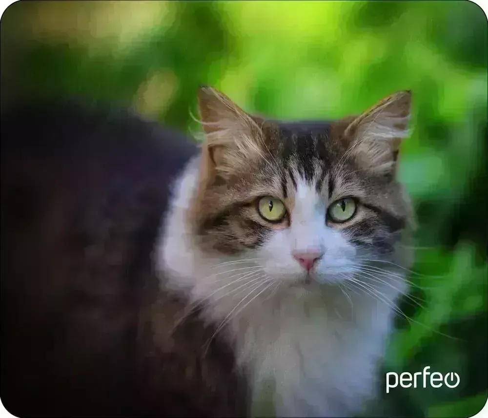 Коврик для мыши PERFEO (PF_D0668) "Cat" компьютерной