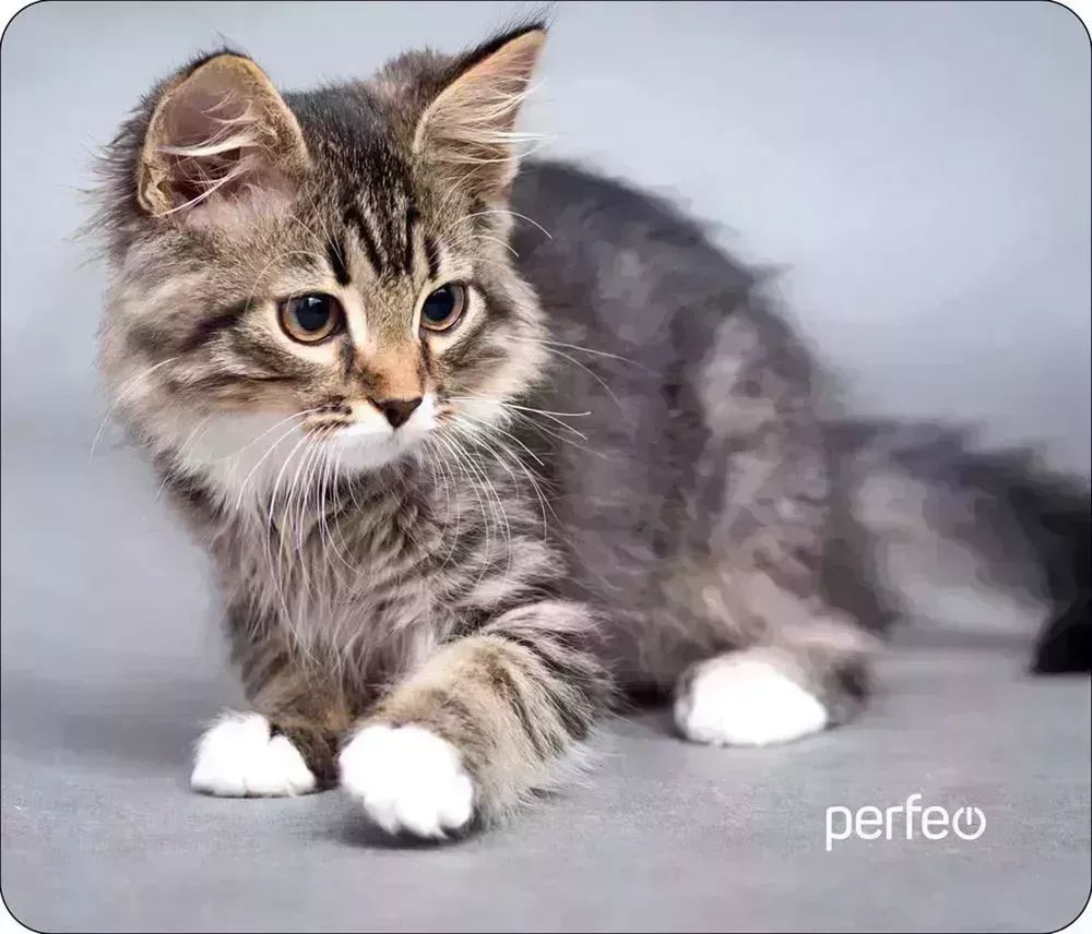 Коврик для мыши PERFEO (PF_D0661) "Cat" компьютерной