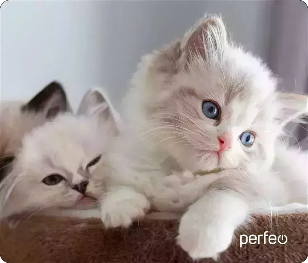 Коврик для мыши PERFEO (PF_D0639) "Cat" компьютерной