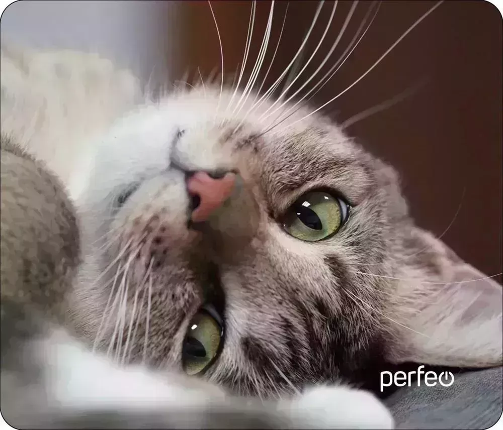 Коврик для мыши PERFEO (PF_D0660) "Cat" компьютерной