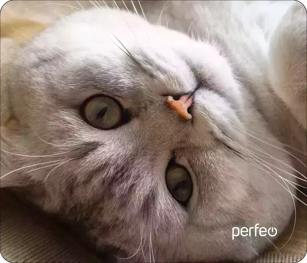 Коврик для мыши PERFEO (PF_D0654) "Cat" компьютерной