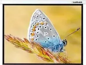 Экран LUMIEN Master Control LMC-100108