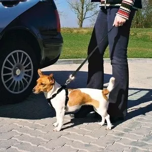 Фото №0 Ремень TRIXIE безопасности автомобильный для собак 20-50см (1288)